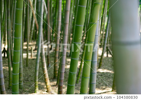 Fresh green bamboo grove in Daimon Takenoko Park [Eco image] 104380830