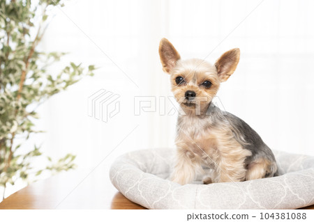 Ponta the Yorkshire Terrier in bed by the window 104381088