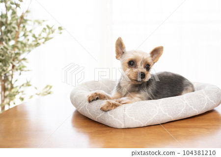 Tamayo the Yorkshire Terrier in bed by the window Tamayo the Yorkshire Terrier in bed by the window 104381210