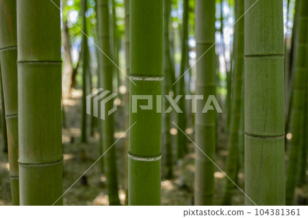 大門竹之子公園的新鮮綠色竹林 [生態圖像] 104381361