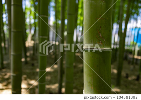 大門竹之子公園的新鮮綠色竹林 [生態圖像] 104381392