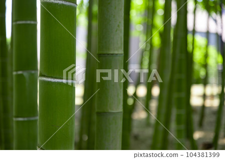 大門竹之子公園的新鮮綠色竹林 [生態圖像] 104381399