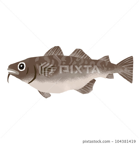 鱈魚的水彩插圖 104381419
