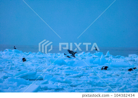 Eagle, Steller's sea eagle, Hokkaido, Sea of Okhotsk, pleasure boat, cruise ship, drift ice Eagle, Steller's sea eagle, Hokkaido, Sea of Okhotsk, pleasure boat, cruise ship, drift ice 104382434