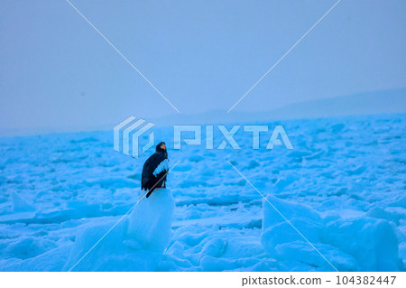 Eagle, Steller's sea eagle, Hokkaido, Sea of Okhotsk, pleasure boat, cruise ship, drift ice 104382447