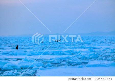 Eagle, Steller's sea eagle, Hokkaido, Sea of Okhotsk, pleasure boat, cruise ship, drift ice 104382464