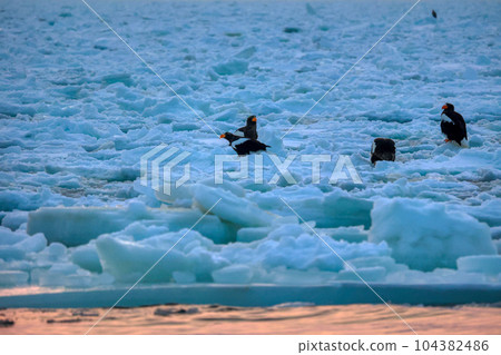 Eagle, Steller's sea eagle, Hokkaido, Sea of Okhotsk, pleasure boat, cruise ship, drift ice 104382486