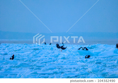 Eagle, Steller's sea eagle, Hokkaido, Sea of Okhotsk, pleasure boat, cruise ship, drift ice 104382490