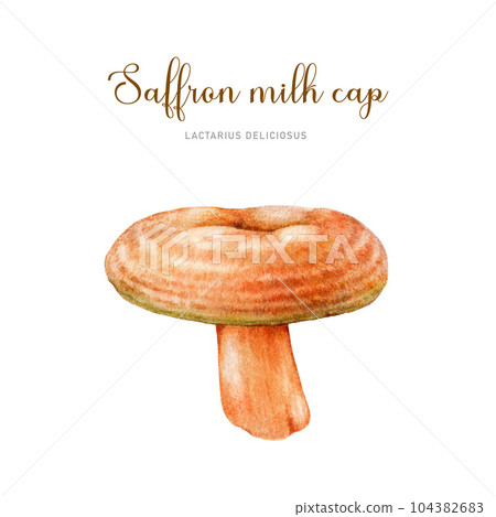 Saffron milk cap element watercolor illustration. Hand drawn Lactarius deliciosus fungus. Forest tasty edible mushroom. saffron milkcap on isolated white background 104382683
