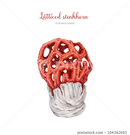 Latticed stinkhorn watercolor illustration. Hand drawn botanical Clathrus ruber fungus. Red cage mushroom toxic poisonous fungi. Beautiful rare basket stinkhorn mushroom. White background Latticed stinkhorn watercolor illustration. Hand drawn botanical Clathrus ruber fungus. Red cage mushroom toxic poisonous fungi. Beautiful rare basket stinkhorn mushroom. White background 104382685