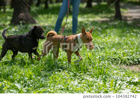 African Basenji dog in a muzzle plays with a stray dog on a walk. African Basenji dog in a muzzle plays with a stray dog on a walk. 104382742