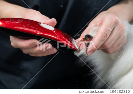 A female groomer cuts the hair between the toes of a Papillon dog.  104382810