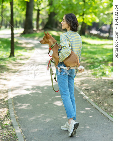 A young beautiful woman holds a dog in her arms for a walk. non-barking african basenji dog. A young beautiful woman holds a dog in her arms for a walk. non-barking african basenji dog. 104382854