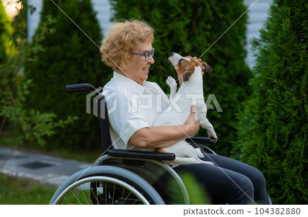 Elderly caucasian woman hugging a jack russell terrier dog while sitting in a wheelchair on a walk outdoors.  104382880
