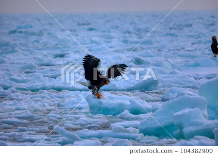 Eagle, Steller's sea eagle, Hokkaido, Sea of Okhotsk, pleasure boat, cruise ship, drift ice 104382900