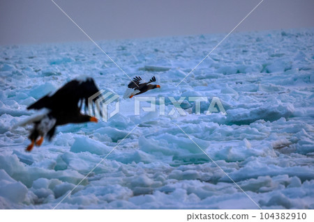 Eagle, Steller's sea eagle, Hokkaido, Sea of Okhotsk, pleasure boat, cruise ship, drift ice 104382910