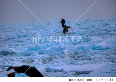 Eagle, Steller's sea eagle, Hokkaido, Sea of Okhotsk, pleasure boat, cruise ship, drift ice 104382911