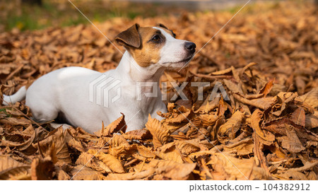 Jack Russell Terrier dog in a pile of yellow fallen leaves.  104382912