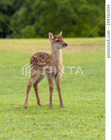 Cute fawn in Nara Park 104382934