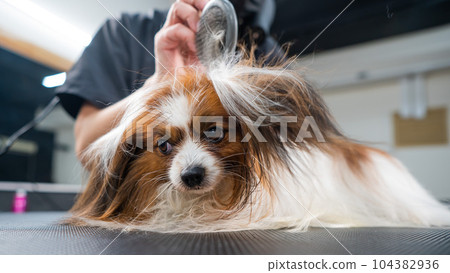 A woman combs out the undercoat of a dog. Portrait of Papillon Continental Spaniel in the grooming salon. A woman combs out the undercoat of a dog. Portrait of Papillon Continental Spaniel in the grooming salon. 104382936