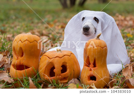 Dog jack russell terrier in a ghost costume with jack-o-lantern pumpkins in the autumn forest.  104383010