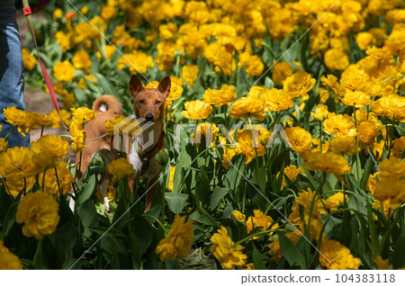 African dog in yellow colors. Portrait of a basenji on a walk. 104383118