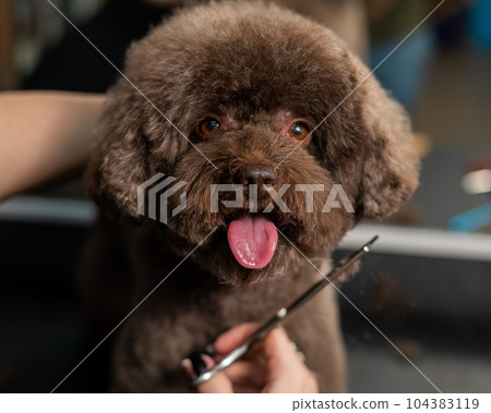 Woman trimming a small dog with scissors in a grooming salon. Woman trimming a small dog with scissors in a grooming salon. 104383119