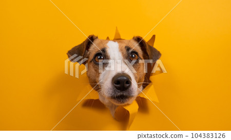 Funny dog jack russell terrier leans out of a hole in a paper orange background.  104383126
