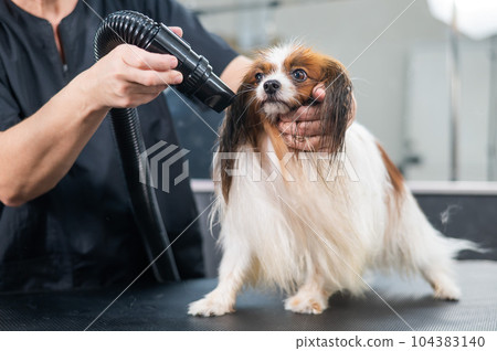 Caucasian woman dries the dog. Papillon Continental Spaniel in the grooming salon. Caucasian woman dries the dog. Papillon Continental Spaniel in the grooming salon. 104383140