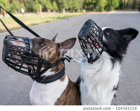 Dogs border collie and bull terrier in muzzles and on leashes on a walk outdoors.  104383159