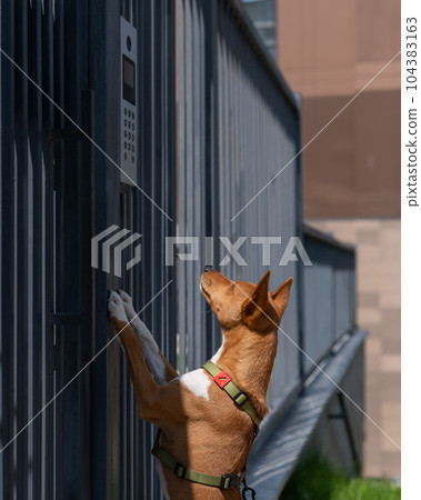 Redhead african basenji dog stands near the fence outdoors. Redhead african basenji dog stands near the fence outdoors. 104383163