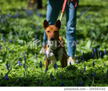 African basenji dog walks with the owner among the Muscari flowers.  104383182
