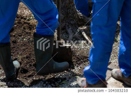 felling garden trees felling garden trees 104383210