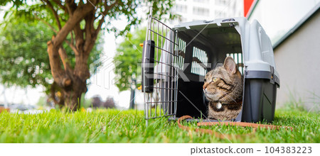 Calm confident gray tabby cat lies in a carrier on green grass outdoors.  104383223