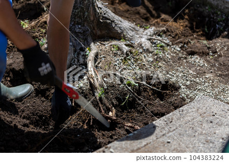 砍伐園林樹木 砍伐園林樹木 104383224
