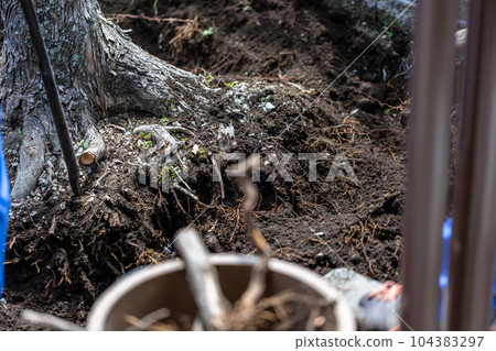 砍伐園林樹木 104383297