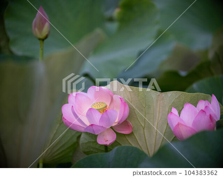 Oga蓮花 Oga蓮花 104383362