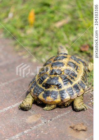 Russian tortoise taking a walk Russian tortoise Land tortoise Russian tortoise taking a walk Russian tortoise Land tortoise 104383386