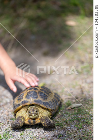 Russian tortoise taking a walk Russian tortoise Land tortoise 104383389