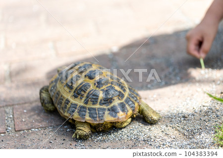 Russian tortoise taking a walk Russian tortoise Land tortoise 104383394