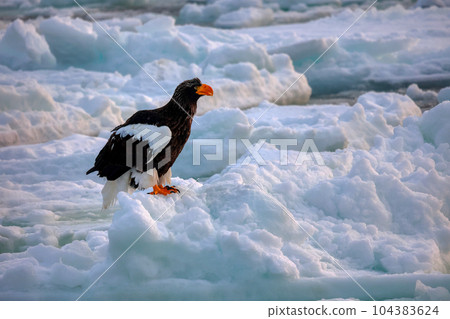 Eagle, Steller's sea eagle, Hokkaido, Sea of Okhotsk, pleasure boat, cruise ship, drift ice Eagle, Steller's sea eagle, Hokkaido, Sea of Okhotsk, pleasure boat, cruise ship, drift ice 104383624