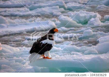 Eagle, Steller's sea eagle, Hokkaido, Sea of Okhotsk, pleasure boat, cruise ship, drift ice 104383629