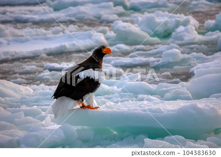 Eagle, Steller's sea eagle, Hokkaido, Sea of Okhotsk, pleasure boat, cruise ship, drift ice Eagle, Steller's sea eagle, Hokkaido, Sea of Okhotsk, pleasure boat, cruise ship, drift ice 104383630