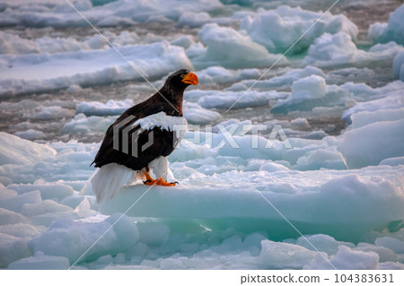 Eagle, Steller's sea eagle, Hokkaido, Sea of Okhotsk, pleasure boat, cruise ship, drift ice 104383631