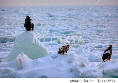Eagle, Steller's sea eagle, Hokkaido, Sea of Okhotsk, pleasure boat, cruise ship, drift ice Eagle, Steller's sea eagle, Hokkaido, Sea of Okhotsk, pleasure boat, cruise ship, drift ice 104383654