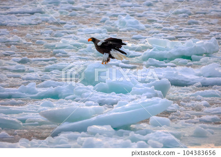 Eagle, Steller's sea eagle, Hokkaido, Sea of Okhotsk, pleasure boat, cruise ship, drift ice 104383656