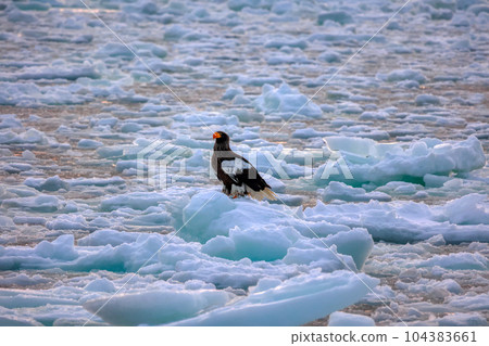 Eagle, Steller's sea eagle, Hokkaido, Sea of Okhotsk, pleasure boat, cruise ship, drift ice Eagle, Steller's sea eagle, Hokkaido, Sea of Okhotsk, pleasure boat, cruise ship, drift ice 104383661