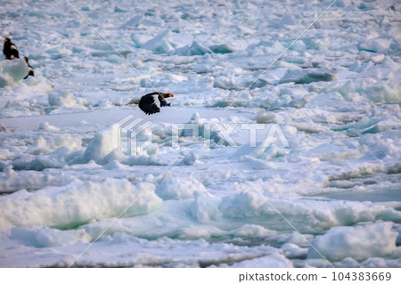 鷹，虎頭海雕，北海道，鄂霍次克海，遊船，遊輪，流冰 104383669