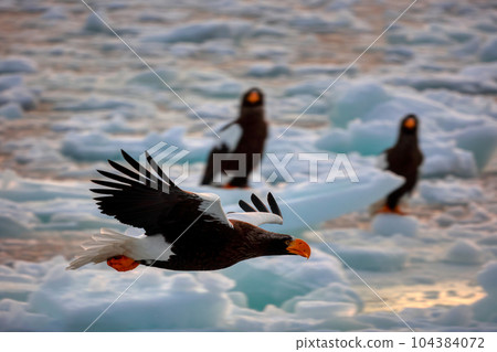 Eagle, Steller's sea eagle, Hokkaido, Sea of Okhotsk, pleasure boat, cruise ship, drift ice Eagle, Steller's sea eagle, Hokkaido, Sea of Okhotsk, pleasure boat, cruise ship, drift ice 104384072
