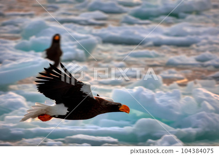 Eagle, Steller's sea eagle, Hokkaido, Sea of Okhotsk, pleasure boat, cruise ship, drift ice 104384075